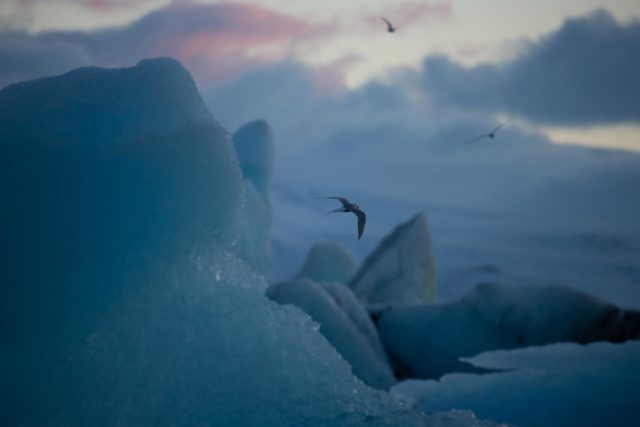 5381-2013 islande sternes