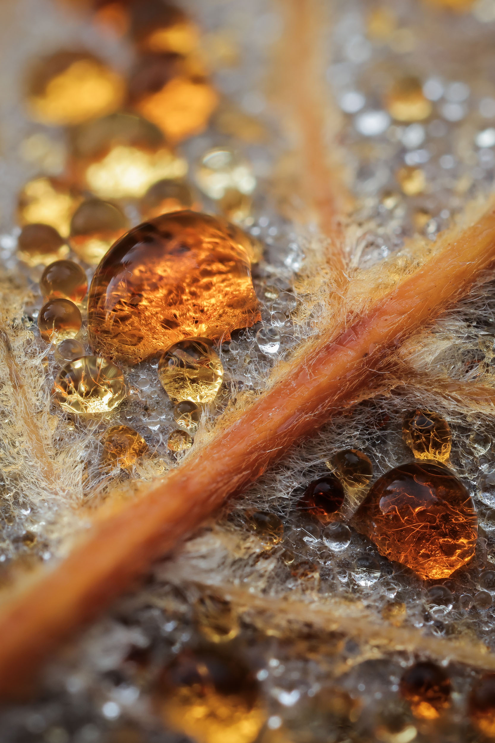 Perles d’ambre – Gouttes de rosée sur feuille d’érable Macro de gouttes de rosée infusées de tanins sur une feuille d’érable en automne, Haute-Savoie. Photographie prise par Alexandre Deschaumes